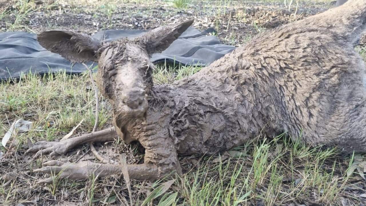 'Estaba lleno de lodo' La desgarradora foto sobre las devastadoras 'Estaba lleno de lodo' La desgarradora foto sobre las devastadoras